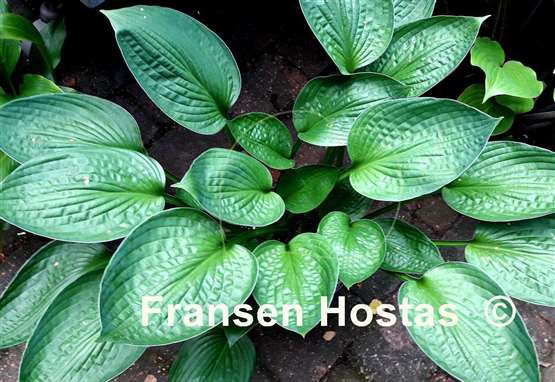 Hosta Tässchen